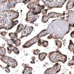 C7orf72 Antibody in Immunohistochemistry (Paraffin) (IHC (P))