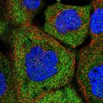 C8orf48 Polyclonal Antibody