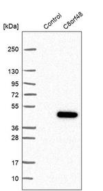 C8orf48 Antibody in Western Blot (WB)