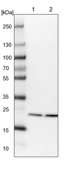 PSMB2 Antibody in Western Blot (WB)