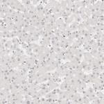 ZBED6 Antibody in Immunohistochemistry (Paraffin) (IHC (P))