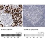 AGMAT Antibody in Immunohistochemistry (IHC)