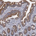 AGMAT Antibody in Immunohistochemistry (IHC)