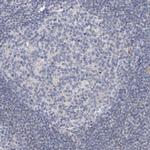 AGMAT Antibody in Immunohistochemistry (IHC)