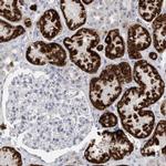 AGMAT Antibody in Immunohistochemistry (IHC)