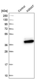 AGMAT Antibody in Western Blot (WB)