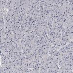 SAPAP3 Antibody in Immunohistochemistry (IHC)