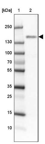 BIKE Antibody in Western Blot (WB)
