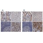 DBT Antibody in Immunohistochemistry (IHC)