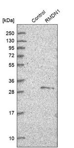FAM82B Antibody in Western Blot (WB)