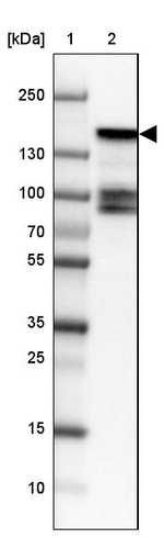 BIKE Antibody in Western Blot (WB)