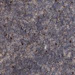 FSBP Antibody in Immunohistochemistry (Paraffin) (IHC (P))