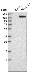RPS6KC1 Antibody in Western Blot (WB)