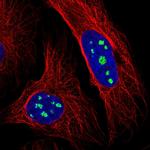 LRRC40 Polyclonal Antibody