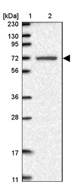 LRRC40 Antibody in Western Blot (WB)