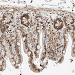 GINS4 Polyclonal Antibody