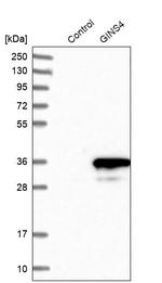 GINS4 Antibody in Western Blot (WB)