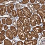LMAN2L Antibody in Immunohistochemistry (Paraffin) (IHC (P))