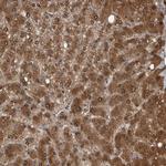 LMAN2L Antibody in Immunohistochemistry (Paraffin) (IHC (P))