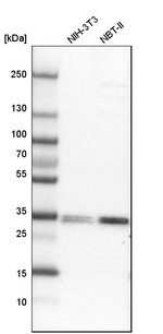 LMAN2L Antibody in Western Blot (WB)