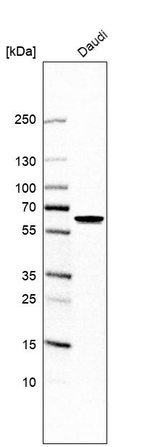 C13orf18 Antibody in Western Blot (WB)