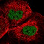 Casc5 Polyclonal Antibody