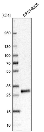 IFI30 Antibody in Western Blot (WB)