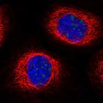 RBM28 Antibody in Immunocytochemistry (ICC/IF)