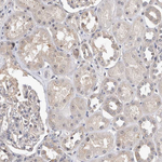RBM28 Antibody in Immunohistochemistry (Paraffin) (IHC (P))