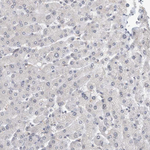 RBM28 Antibody in Immunohistochemistry (Paraffin) (IHC (P))