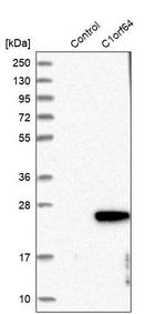ERRF Antibody in Western Blot (WB)