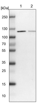 CCDC132 Antibody in Western Blot (WB)