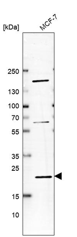 APRT Antibody in Western Blot (WB)