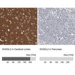 SH3GL2 Antibody