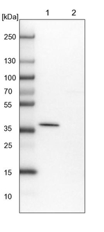 AASDHPPT Antibody in Western Blot (WB)