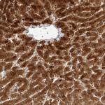 ACTL9 Polyclonal Antibody