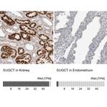 SUGCT Antibody in Immunohistochemistry (IHC)