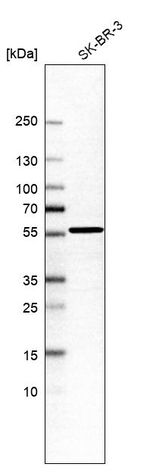 BZW2 Antibody in Western Blot (WB)