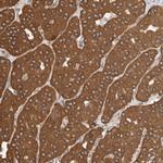 IMMP2L Antibody in Immunohistochemistry (IHC)