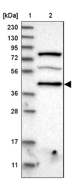 PDCD2 Antibody in Western Blot (WB)
