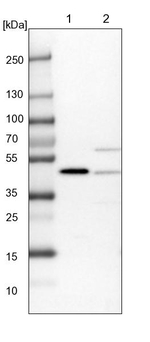 PDCD2 Antibody in Western Blot (WB)