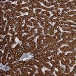 USP24 Antibody in Immunohistochemistry (Paraffin) (IHC (P))