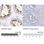 C9orf50 Polyclonal Antibody