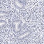 C9orf50 Antibody in Immunohistochemistry (IHC)