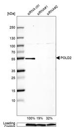 POLD2 Antibody