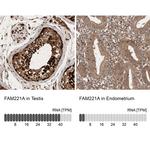 FAM221A Antibody in Immunohistochemistry (IHC)