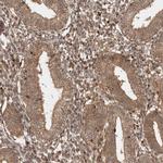 FAM221A Antibody in Immunohistochemistry (IHC)
