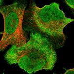 Tug Polyclonal Antibody