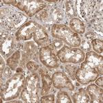 Tug Antibody in Immunohistochemistry (Paraffin) (IHC (P))