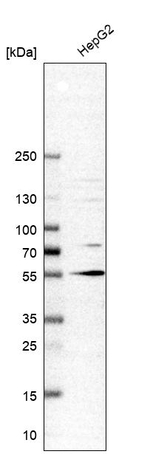 Tug Antibody in Western Blot (WB)